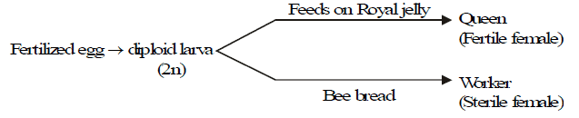 Sex Determination Notes Study Biology Class Neet