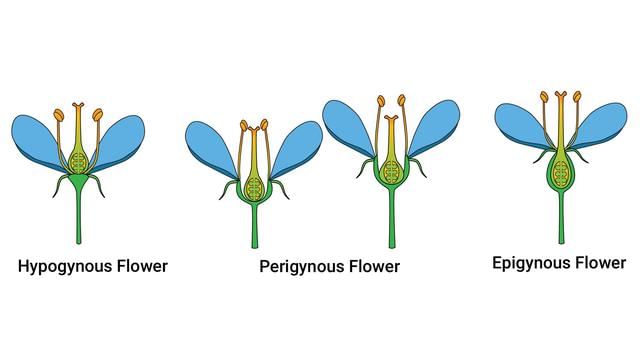 Important Diagrams Morphology Of Flowering Plants Biology Class 11