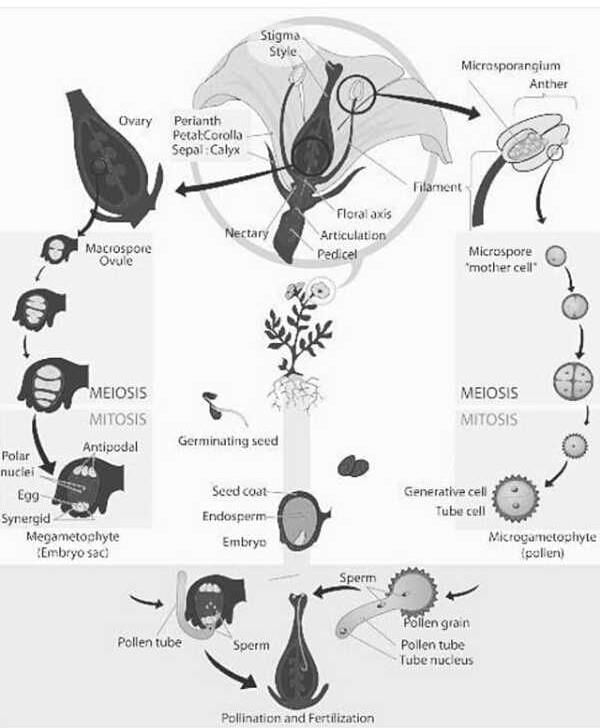 Life Cycle Of Angiosperms Its All About To Help You So Don T Answer