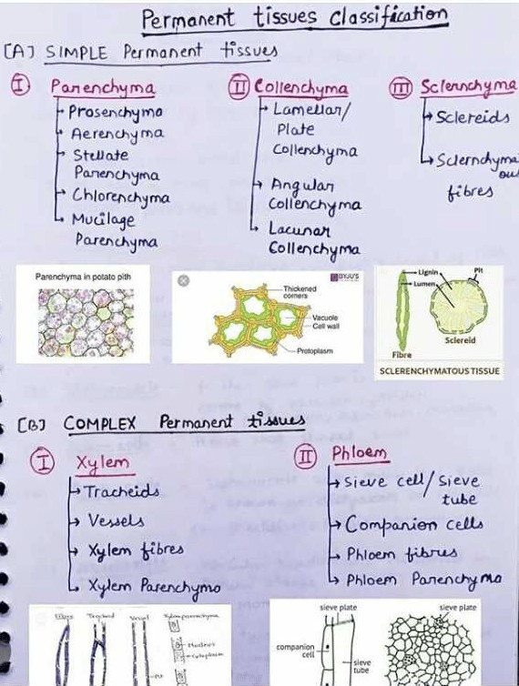 Classifications Of Plant Tissues Its All About To Help You So Don T