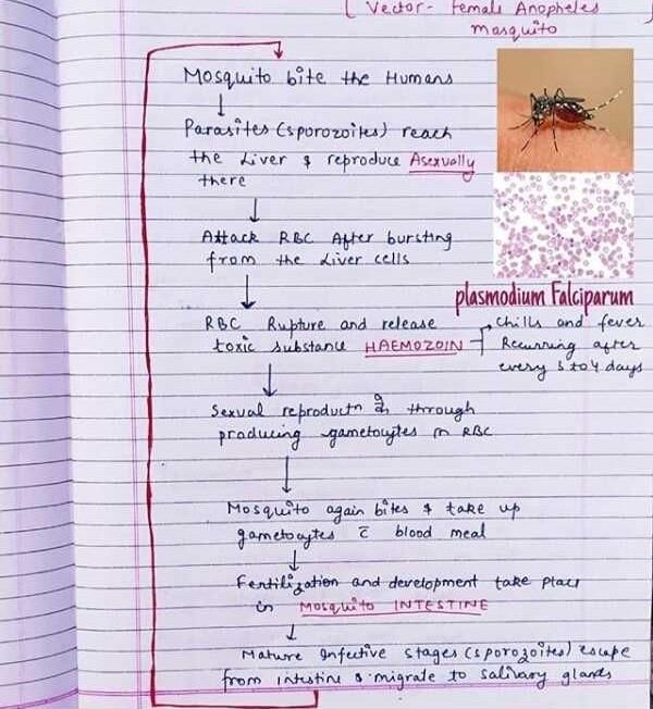 Life Cycle Of Malarial Parasite Its All About To Help You So Don T