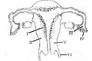 The Figure Given Below Depicts A Diagrammatic Sectional View Of The