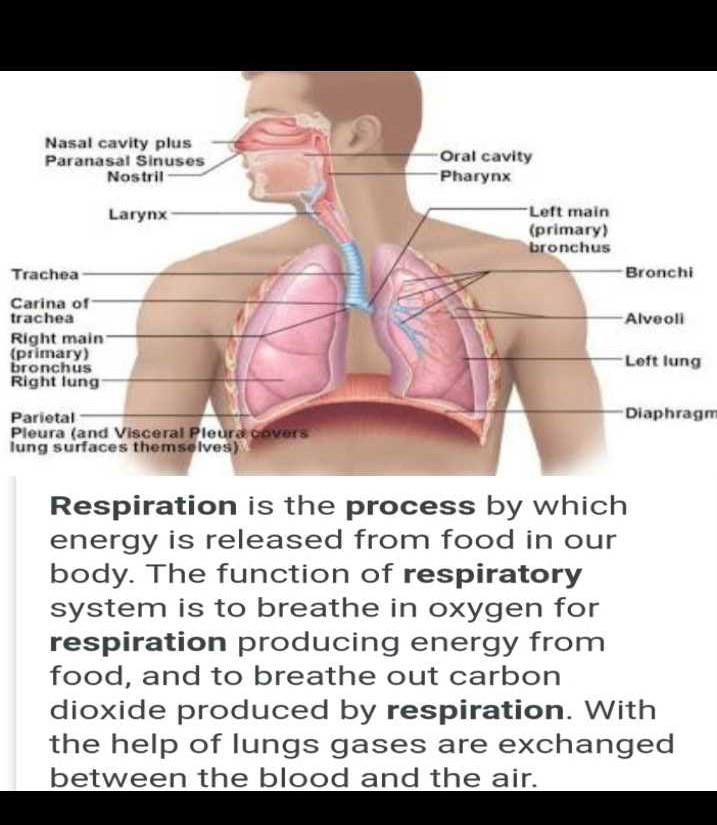 Explain Respiration In Humans EduRev Class 10 Question