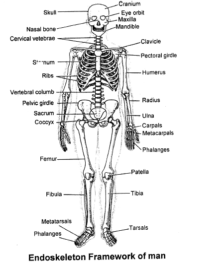 Skeletal System Biology Class Neet