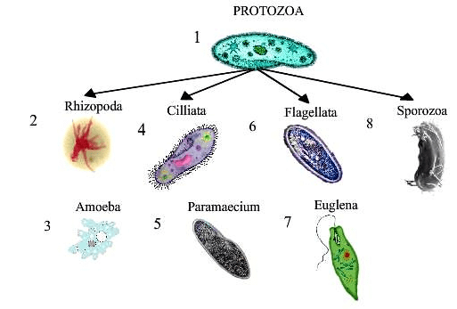 Classification Of Protozoa Biological Classification Biology Class