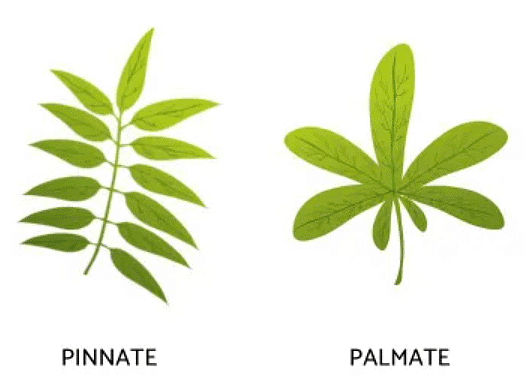 Ncert Solutions Class Biology Chapter Morphology Of Flowering Plants