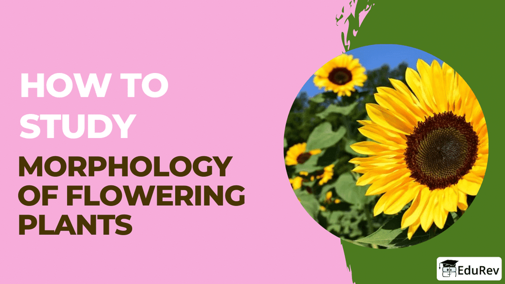 How To Master Morphology Of Flowering Plants For Neet Topic Wise Mcq