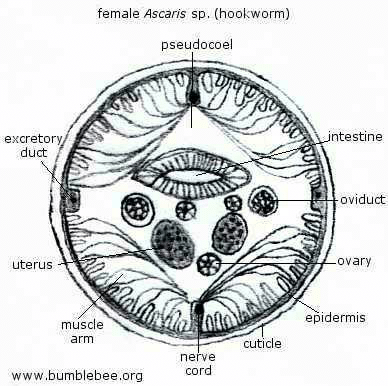 Body Cavity Of Ascaris Is Called A Haemocoelb Coelomc Pseudocoeld