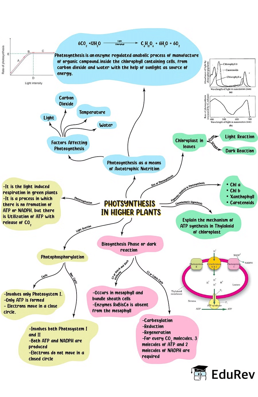 Mind Map Photosynthesis In Higher Plants Biology Class Neet Pdf