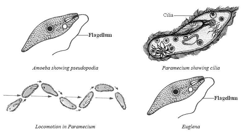 answer Image