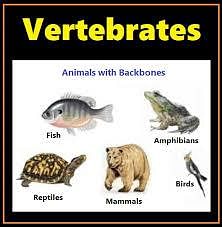 Sub-phylum - Vertebrata Video Lecture | Biology Class 11 - NEET