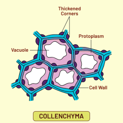 Collenchyma: Permanent Tissues Video Lecture | Biology Class 11 - NEET