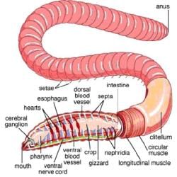 Earthworm: Shape and Body Structure (Old NCERT) - NEET PDF Download