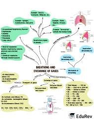 Mind Map: Breathing and Exchange of Gases - Biology Class 11 - NEET PDF ...