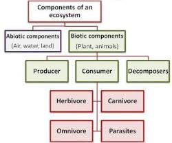 Our Environment (complete notes) - Class 10 PDF Download