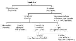 Muscles, Chapter Notes, Class 11, Biology PDF Download