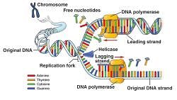 DNA Replication and Enzymes Involved - Biology for EmSAT Achieve PDF ...