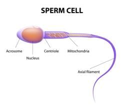 Modes of Reproduction - Class 10 PDF Download