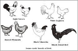 Food Resources : Animal Husbandry - Notes | Study Science Class 9 - Class 9