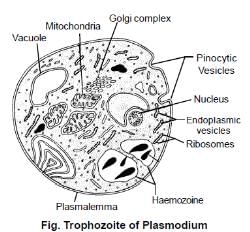 Plasmodium, Chapter Notes, Class 11, Biology PDF Download