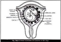 Placenta: Structure and Functions - Class 12 PDF Download