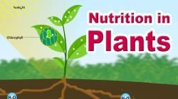 NCERT Textbook: Nutrition in Plants - Science and Technology for UPSC ...