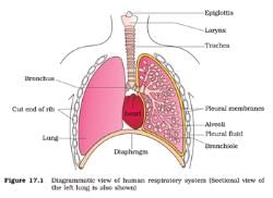 Human respiratory system - Class 11 PDF Download