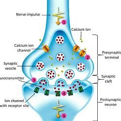 Transmission of Nerve Impulses - Biology Class 11 - NEET PDF Download