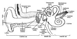 SENSORY ORGANS(Part - 3) - Notes, Zoology, Class 11 PDF Download