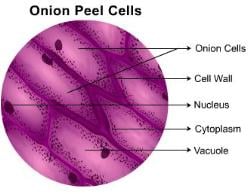 Theory - To Prepare Stained Temporary Mount of Onion Peel, Biology ...