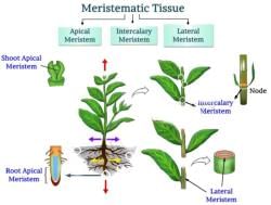 Meristematic Tissue in Plants - Class 9 PDF Download