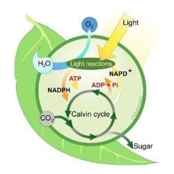 Key Notes: Photosynthesis in Higher Plants - NEET PDF Download