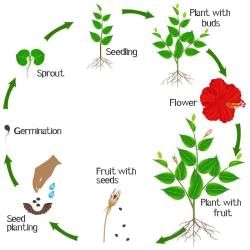 Key Notes: Morphology Of Flowering Plants - Neet Pdf Download