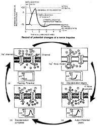 Nervous System, Chapter Notes, Class 11, Biology PDF Download