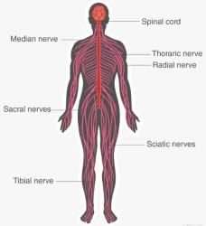 Nervous System: Human Nervous System - Class 10 PDF Download