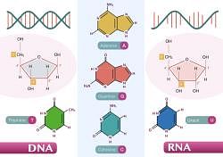The DNA and pacakaging of DNA Helix - Biology Class 12 - NEET PDF Download