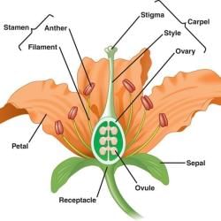 NCERT Textbook: Anatomy of Flowering Plants - Biology Class 11 - NEET ...