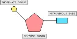 Nucleic Acids: Structure and DNA Replication - Biology for Grade 12 PDF ...