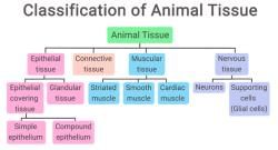 Mnemonics: Structural Organisation in Animals - Biology Class 11 - NEET ...