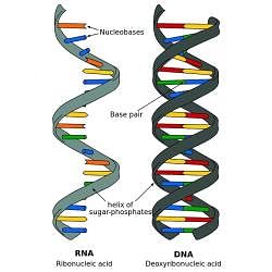 Nucleic Acids (DNA and RNA) - Biology Class 11 - NEET PDF Download