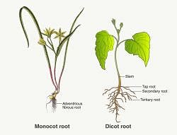 Important Notes for NEET: Morphology of Flowering Plants - Biology ...