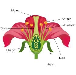 NCERT Textbook: Sexual Reproduction in Flowering Plants - Biology Class ...