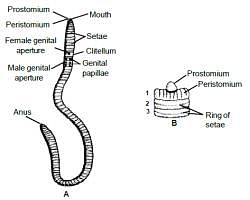 Earthworm, Chapter Notes, Class 11, Biology PDF Download