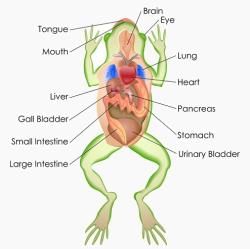 Circulatory System: Frog - Additional Study Material for NEET PDF Download