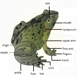 Frog: Morphology Video Lecture | Biology Class 11 - NEET