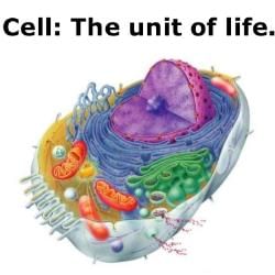 NCERT Textbook: Cell: The Unit of Life - Biology Class 11 - NEET PDF ...