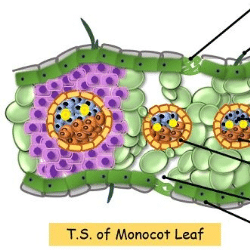 Anatomy of Monocot Leaf Video Lecture | Capsule course of Botany for NEET