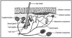 SENSORY ORGANS (pART-1) - Notes, Zoology, Class 11 PDF Download