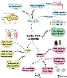 Mindmap: Respiration in Organisms - Notes | Study Science Class 7 - Class 7