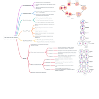 Mind Map: Cell Cycle and Cell Division - Biology Class 11 - NEET PDF ...